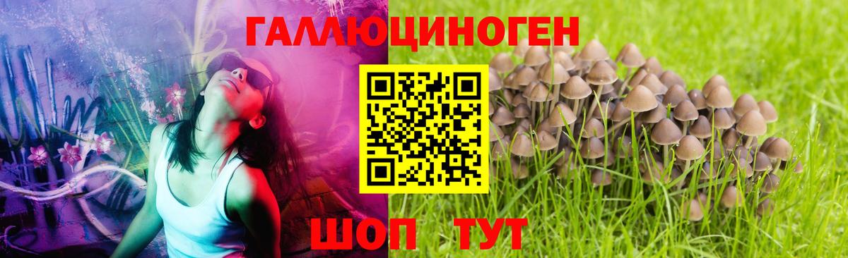 Псилоцибиновые грибы Psilocybine cubensis Пугачёв
